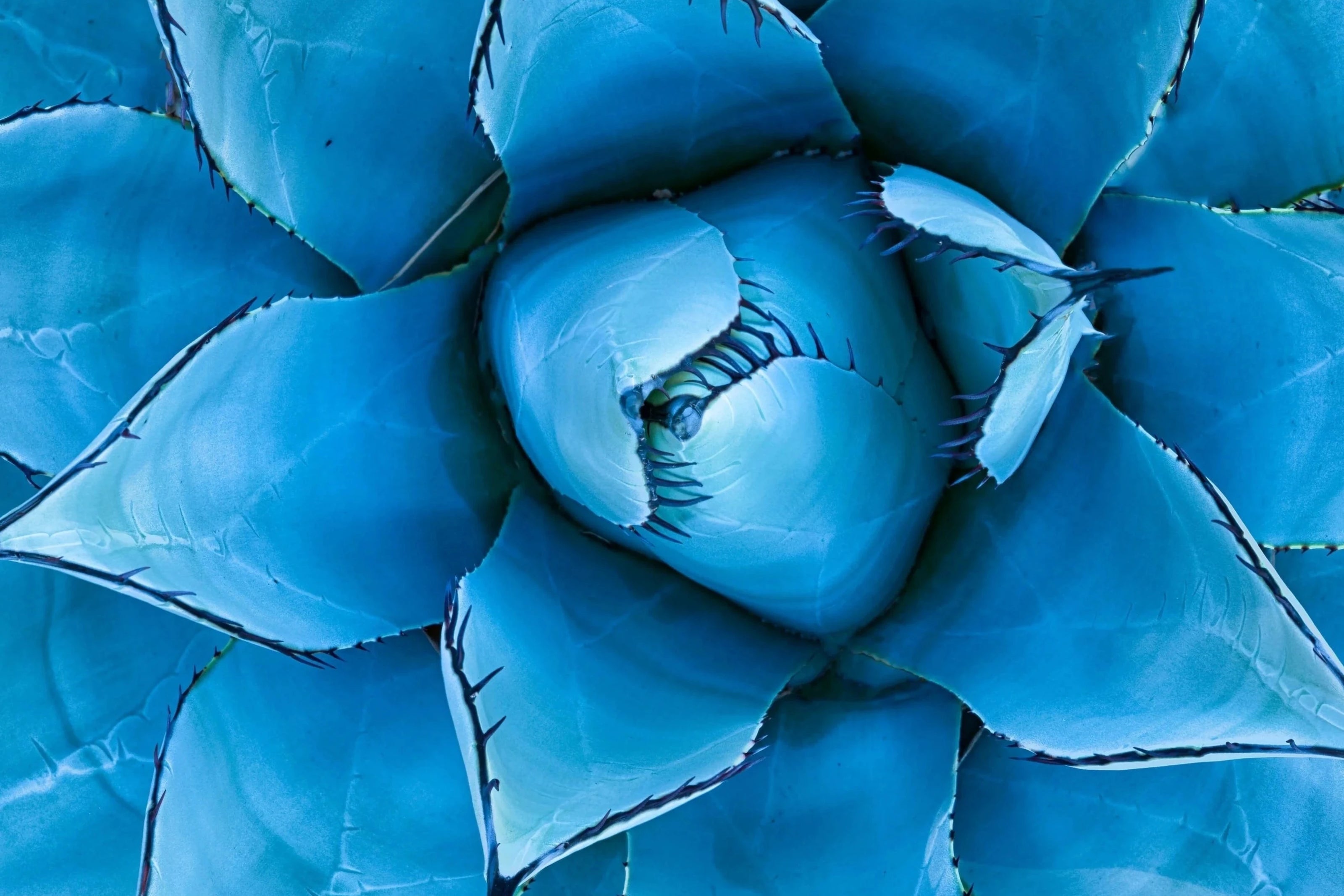 Blue agave plant – source of prebiotic inulin fiber supporting gut health, digestion, and stable energy levels