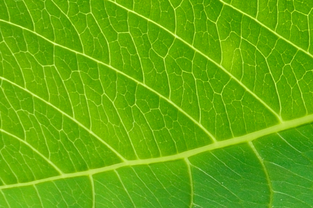 Green tea leaf with L-Theanine and Rhodiola Rosea – natural nootropics for focus, cognitive performance, and stress resilience